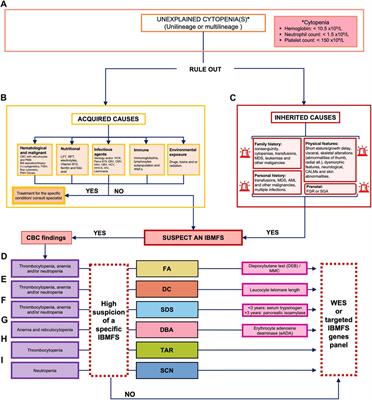 Inherited bone marrow failure syndromes: phenotype as a tool for early diagnostic suspicion at a major reference center in Mexico
